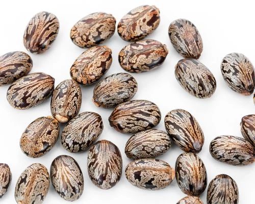 Castor Seed Grade Comertial, Hybrid Castor - Image 3