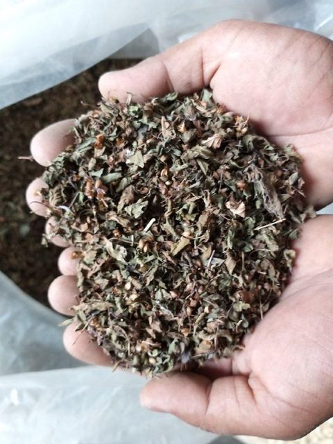 Dried Moringa Leaf CC - Image 4