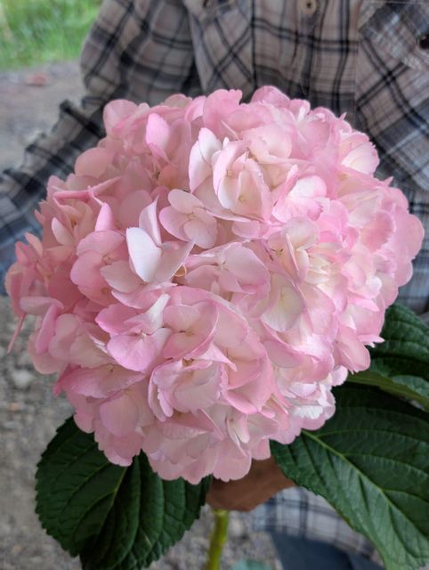 Fresh-cut Hydrangeas natural and tinted 10cm-24cm+ Origin Colombia Vase Life Excellent Grade Big head size Stem Strength Strong - Image 4