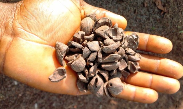 Palm Canel Shell - Image 1
