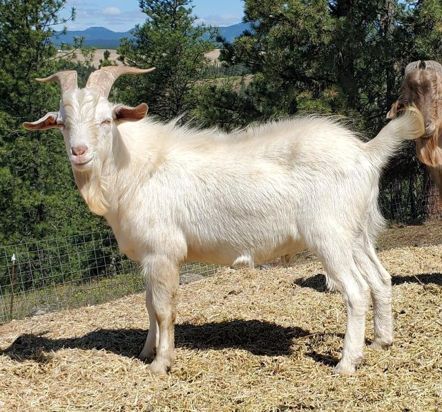 Premium Live Milking Saanen Goats Healthy Dairy Breed With High Milk Production Farm Raised Excellent Quality Wholesale - Image 2