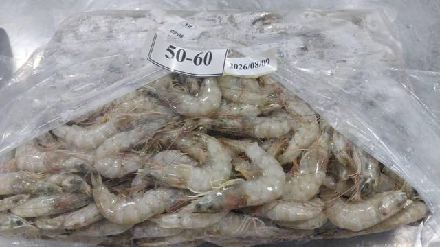 Shrimp - Image 4