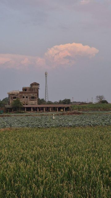 Bottle gourd - Image 1