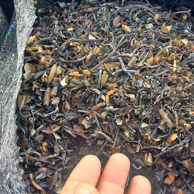 Macrocystis Dried seaweed Brown from peru - Image 6