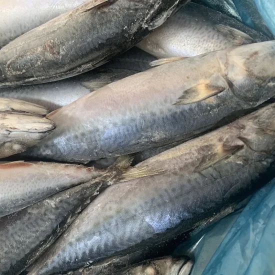 Quality Frozen Mackerel Fish for Export Style Whole Origin China Trademark OEM Processing IQF HS Code 030354 Model NO. frozen fish - Image 1