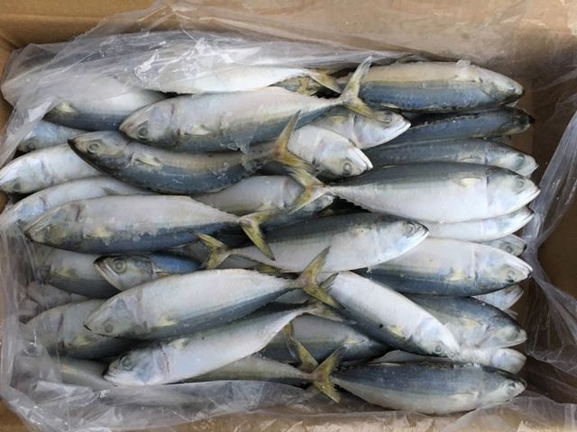 High Quality Competitive Price Frozen Indian Mackerel - Tanis Imex - Image 4