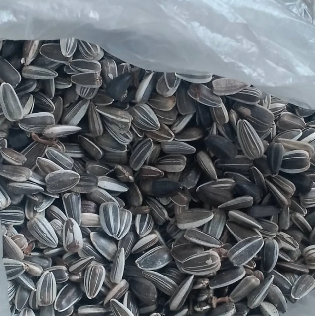Buy Agricultural Seeds – Premium Plantable Sunflower Seeds High-Quality Seed Grade 1kg,25kg Bags - Image 2