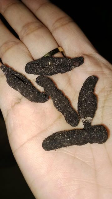 Dried Sea Cucumber Form Whole Drying Method Direct Sunlight Purity Clean From Dust And Sand Origin Indonesian, Indonesian Sea - Image 8