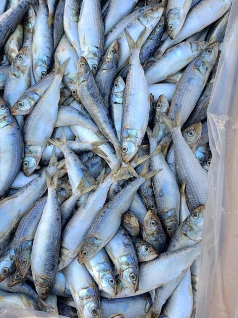 2026 New Catch Frozen Whole Round Sardine Fish Grade A IQF 10kg Carton Bulk Export Wholesale - Image 4