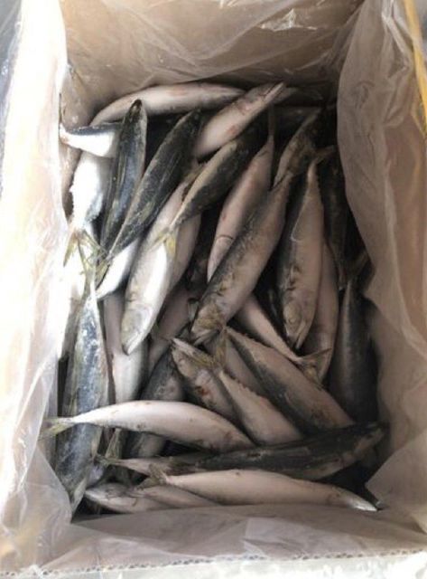 Frozen Mackerel Fish For sale in Bulk - Image 2