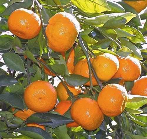 Citrus reticulata mandarin Packaging 3 ply corrugated box Shelf Life Custom packagaing for extended shelf - Image 5