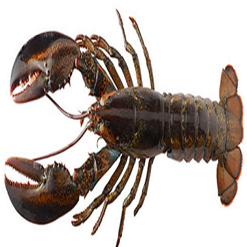 Seafood Fresh and frozen Lobster - Image 1
