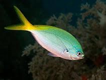 Frozen fish - Image 1