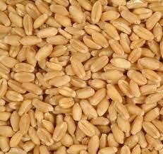 High Quality Wheat Best Market Price Wheat Grain in Bulk 100% Pure Dried Style Quality Indian Wheat Seeds - Image 5