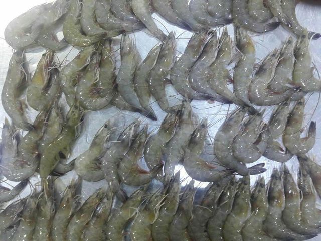 Frozen Tiger Shrimps / vannamei shrimp / Lobsters Packaging 10kg Form Deepfrozen, Iqf Shelf Life 24 months Style Frozen, Bt.choso - Image 5
