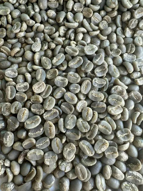 ROBUSTA - Image 4