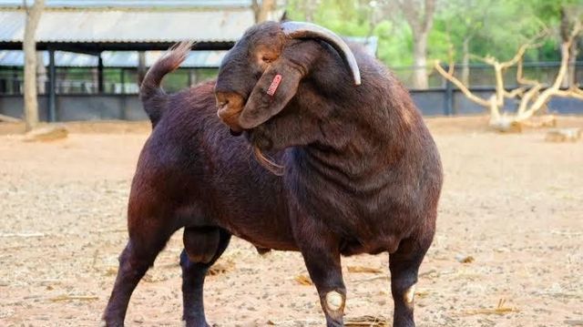 High Quality Kalahari Goats Pure Breed Livestock for Commercial Farming and Export ODM Ready - Image 2