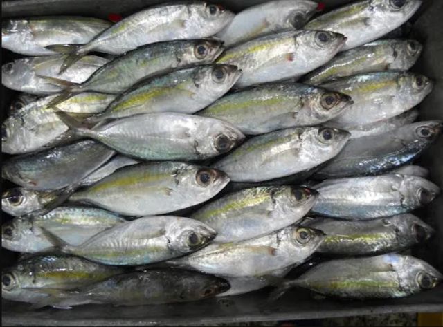 Top Selling Frozen Seafood Bigeye Scad From Vietnam Manufacture - Image 3