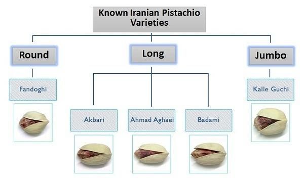 Pistachio in Shell and Kernel Product Type Nuts Flavor Mildly Sweet Processing Type Raw, Roasted, Kernel , In Shell Type Fandoghi, Kale Guchi, Badami, Akbari, Ahmed Aghaee - Image 2