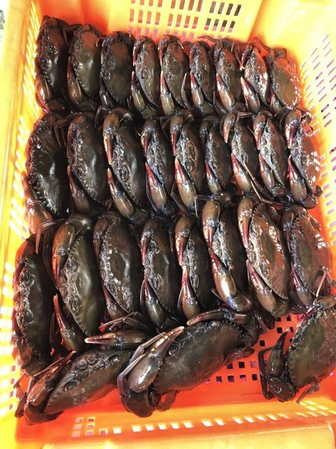 Soft Shell Crab (Mud Crab) - Image 1