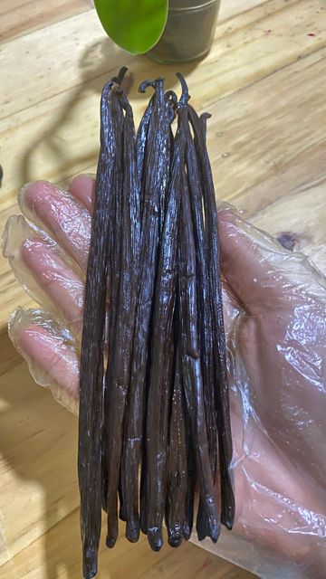Vanilla Bean Grade B Planofolia (bourbon) Grade B Size 15 up Packaging - Image 2