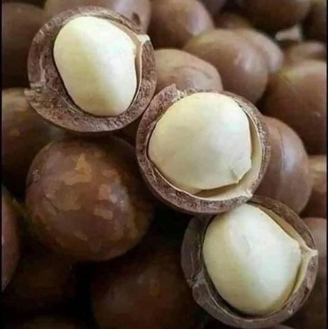 High Quality Macadamia Nuts Sweet Milky Flavor Nut Dried Fruit Wholesale Supply Whatsap +255787979235/ 255762500052 - Image 3