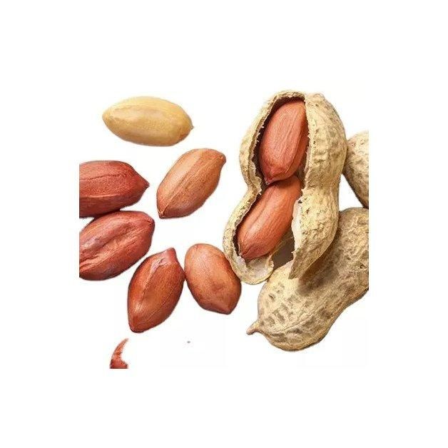 Wholesale Peanuts bulk supply affordable price fresh high quality - Image 3