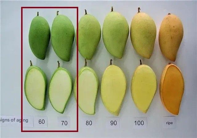 Thai Mango (Kaew Kamin) - Image 3