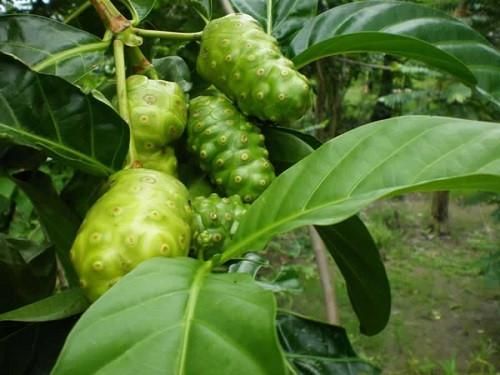 Cheap Noni Juice + Noni Fruit Powder  Material Noni Form VIET NAM Address VIET NAM Drying Process Noni Color Bromn - - Image 6