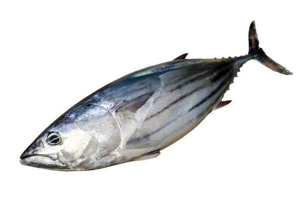 Frozen Skipjack Tuna Glazing ≤5% Size 1–3 Kg/fish Shelf Life 12 Months Origin Java, Indonesia Temperature -18°c Or - Image 2