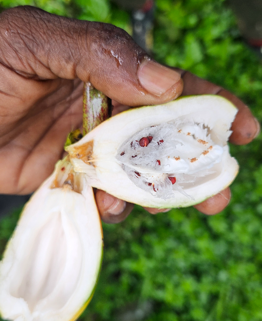 Aframomum melegueta / grains of paradise: used in nutraceutical industry as well as on African cuisine - Image 4
