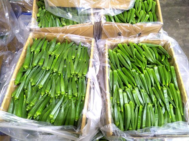 Wholesale Okra Supplier Fresh Lady’s Finger Export Quality Form long Fat 0.2 G Type fresh Taste SWEET Address DAR Variety pure - Image 5