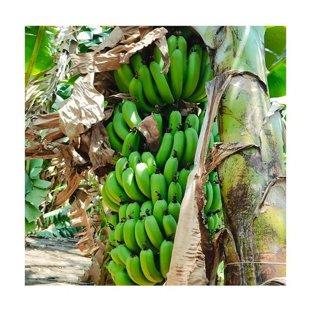 Buy Natural Green Fresh Bananas Affordable Price Fresh Cavendish Bananas Manufacturer From India - Image 1