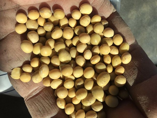 High-Quality Soybean Seeds for Sale Bulk Supply Available Fresh and Pure Seeds for Wholesale and Retail Use - Image 1