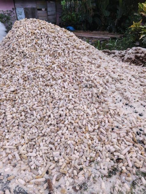 corn cobs - Image 3