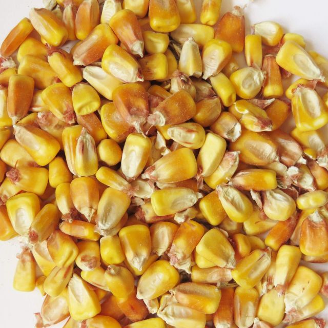 Brazilian Yellow Corn frozenchickenexports.com – product photo 5, product detail gallery