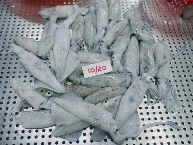 frozen squid whole - Image 1