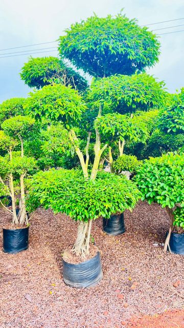 Ficus Topiyaris Plants - Image 4