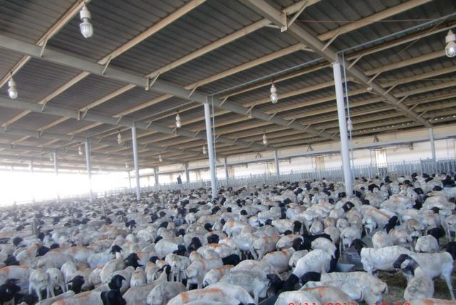 Live Sheep - Image 1