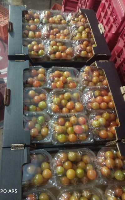 Premium high-quality Egyptian cherry and vine tomatoes available for export. - Image 1