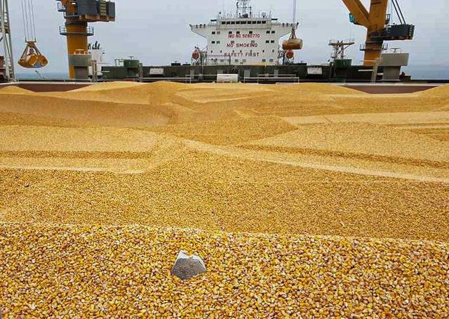 Yellow corn non GMO Origin Ukraine Features GMO-Free Delivery Form Other Aflatoxin B1 Max 5ppb Packaging Bulk vessel Storage Type Port sylo - Image 4