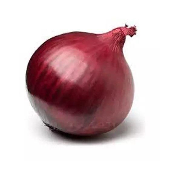 FRESH RED ONION FOR SALE - Image 3
