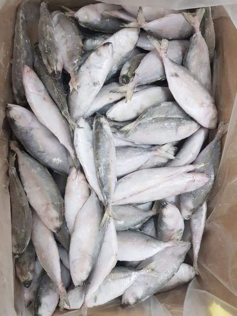 BIG EYE SCAD FOR HIGH QUANTITY WHOLESALE Ph Value Na Style Frozen Content Fish Additives Na Variety Bigeye Weight - Image 2