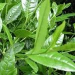 Matcha Tea Powder for Functional Food - Image 4