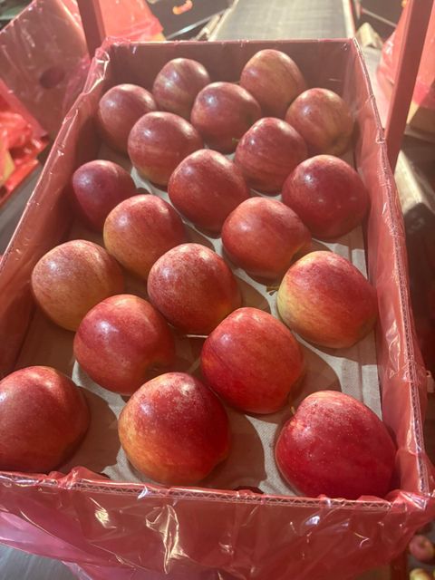 FRESH APPLE Color Red Variety Gala Royal, Red Delicious, Red Prince, Idared, Golden - Image 1