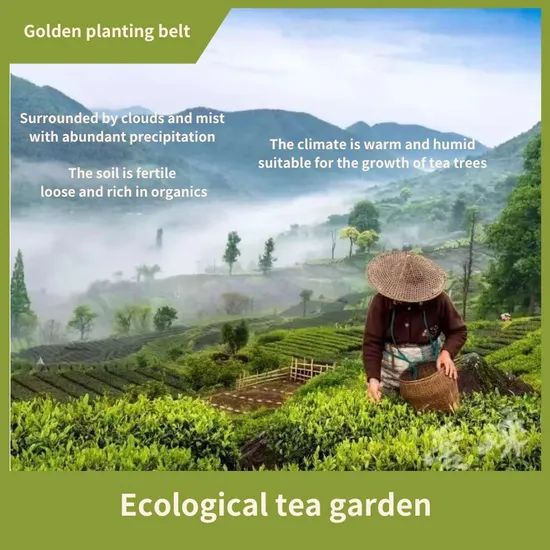 Fouramazingtea Bi Luochun Tea (Green Spring Snail Tea) Pi Luochun Slimming Tea Tea Bag Green Tea - Image 2