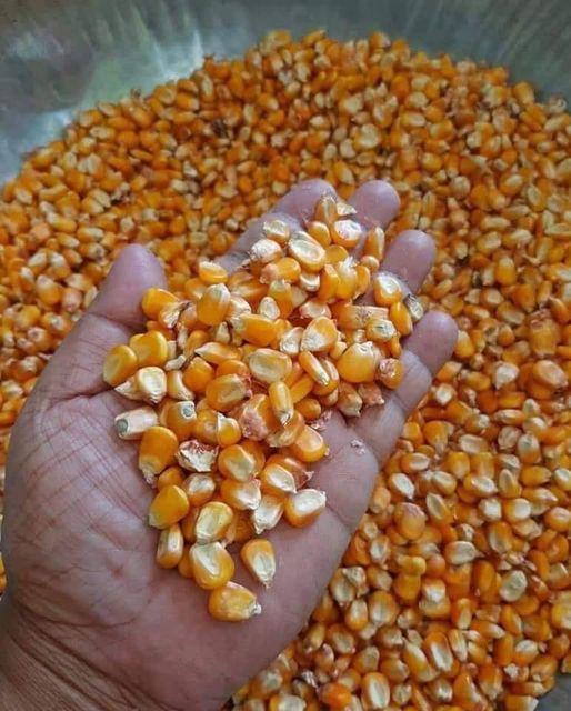 Yellow Maize - Image 2