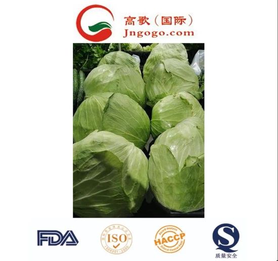 Organically Grown Chinese Green Cabbage Size 1.5kg Kind Fresh Color Green Origin China Trademark GOGO HS Code - Image 2