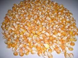 Grade A Yellow and White Maize Corn Wholesale Bulk Supply Export Quality Animal Feed for Cattle - Image 4
