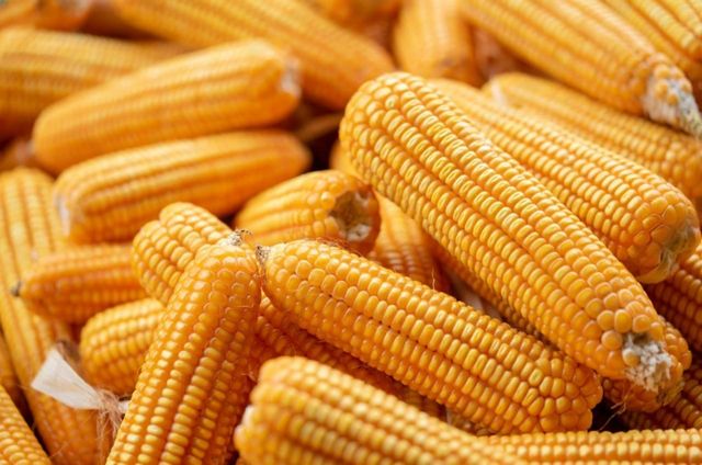Yellow Maize, Origin Myanmar – product photo 3, product detail gallery